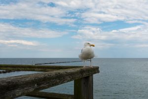 möwe auf der insel rügen